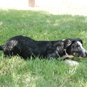 Meet your Posher, Lacy